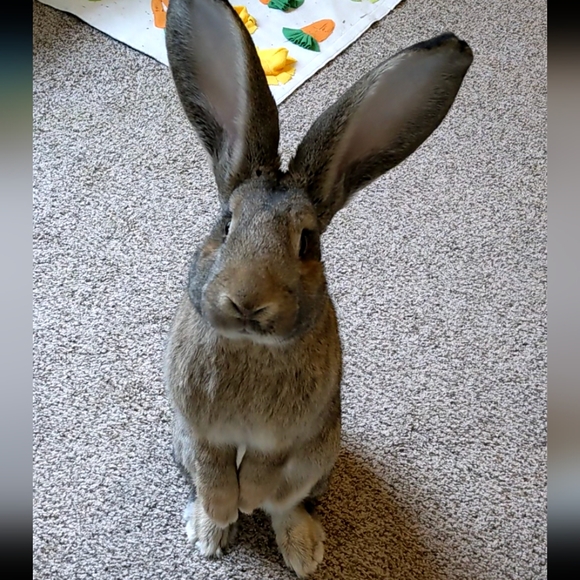 Meet your Posher, Andrea - Picture 1 of 1